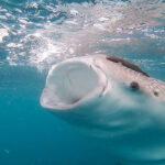 5 Days Djibouti Tour