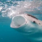 5 Days Djibouti Tour