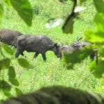 3 Days Chebera Churchura National Park Tour