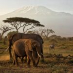 7-Day Masai Mara/Nakuru/Naivasha/Amboseli Budget Safari